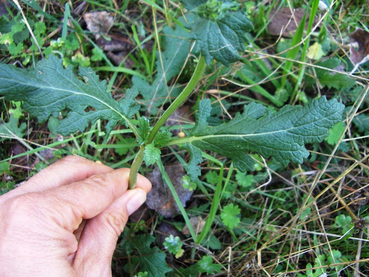 Salvia clandestina